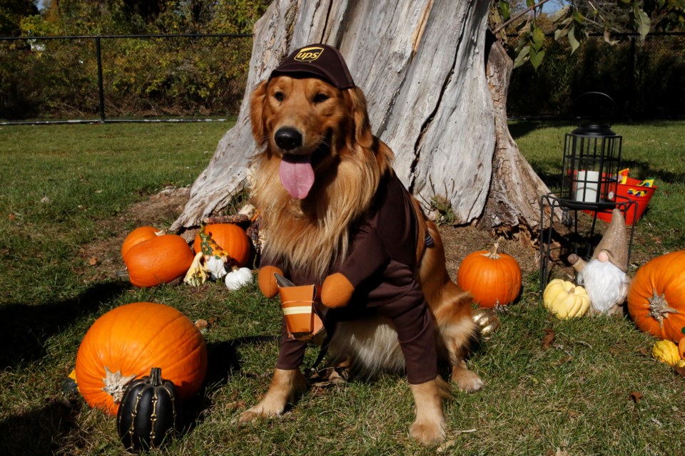 Charlie came dressed as a UPS delivery dog. 