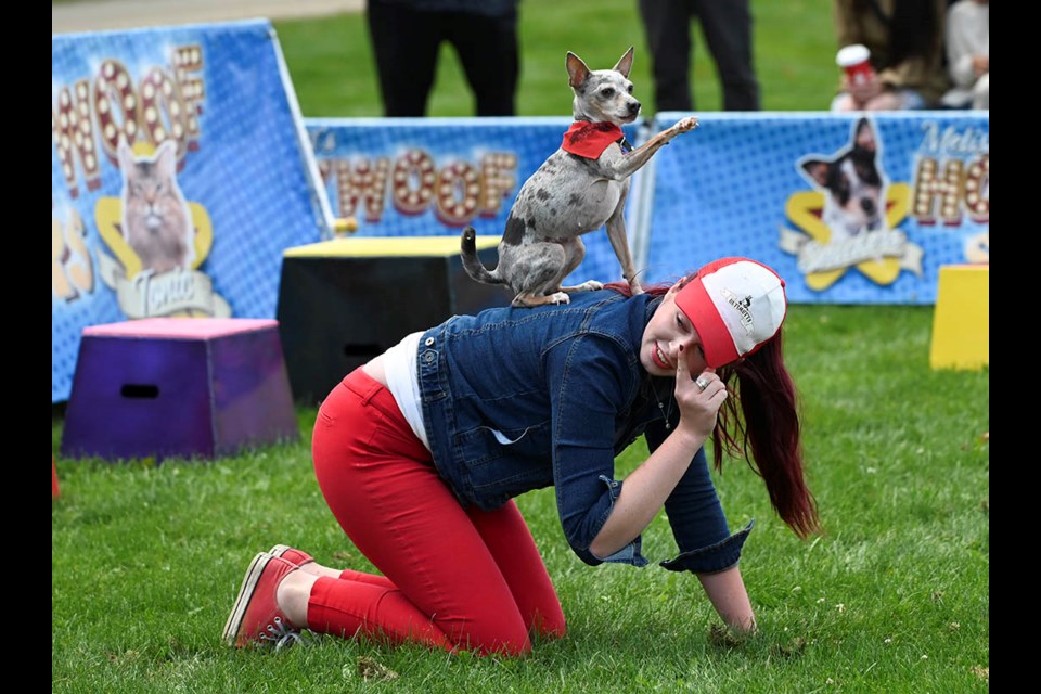 Little 'Popcorn' waves to the crowd from atop the back of animal trainer Melissa Millett during the Ultimutts Hollywoof Star Show at the Georgetown Fall Fair.