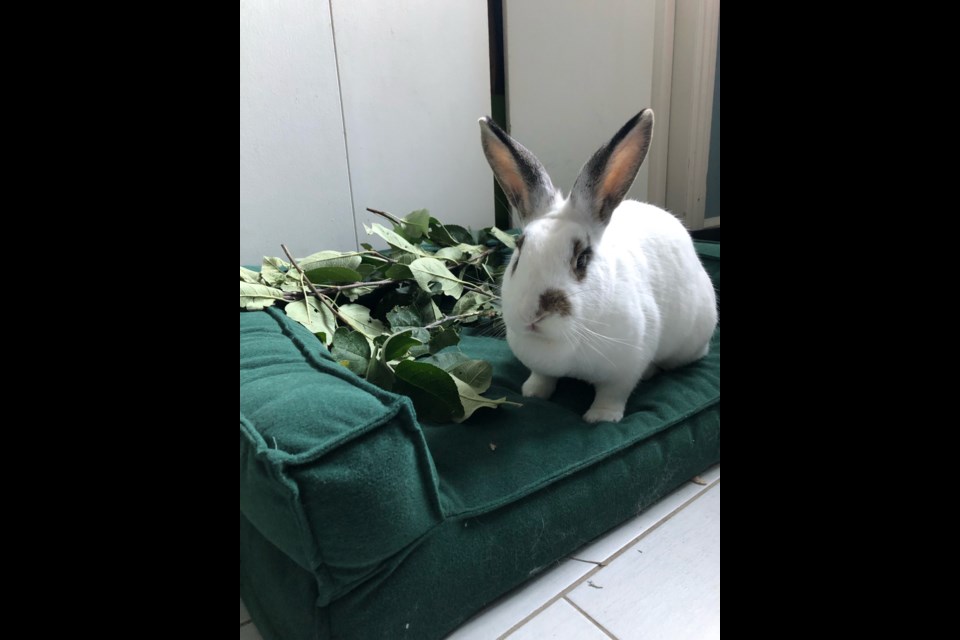 Pet rabbits being dumped in the Innisfil and Barrie area could lead to long-term impacts as residents work to find homes for the rescues.