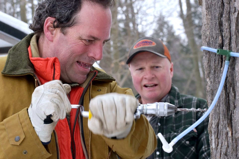 York-Simcoe MP Scot Davidson gets a lesson in tree tapping from Maple Heights Farms owner Greg Bray on Jan. 31. 