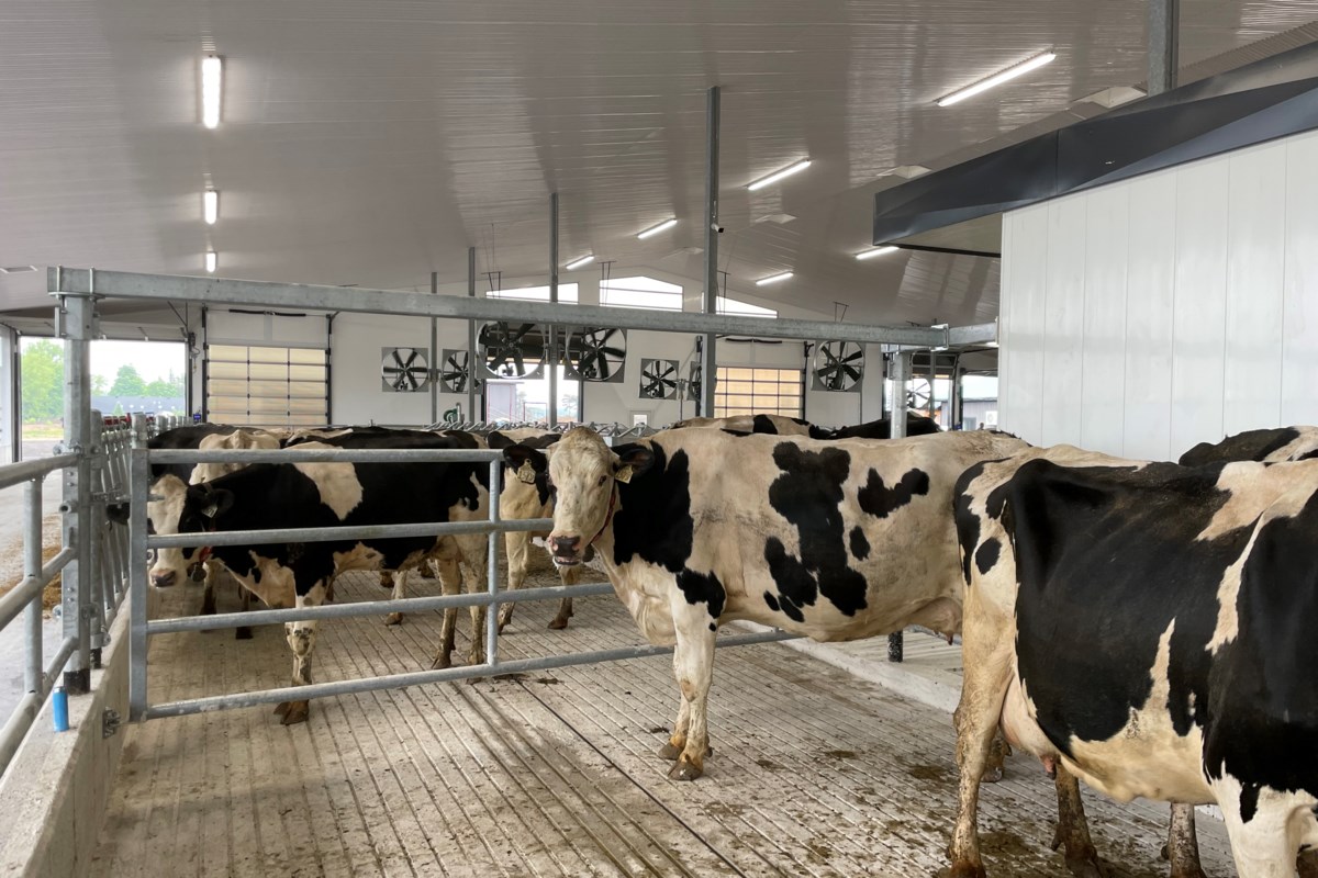 COLUMN: Decline in dairy farms a sign of the times - Barrie News