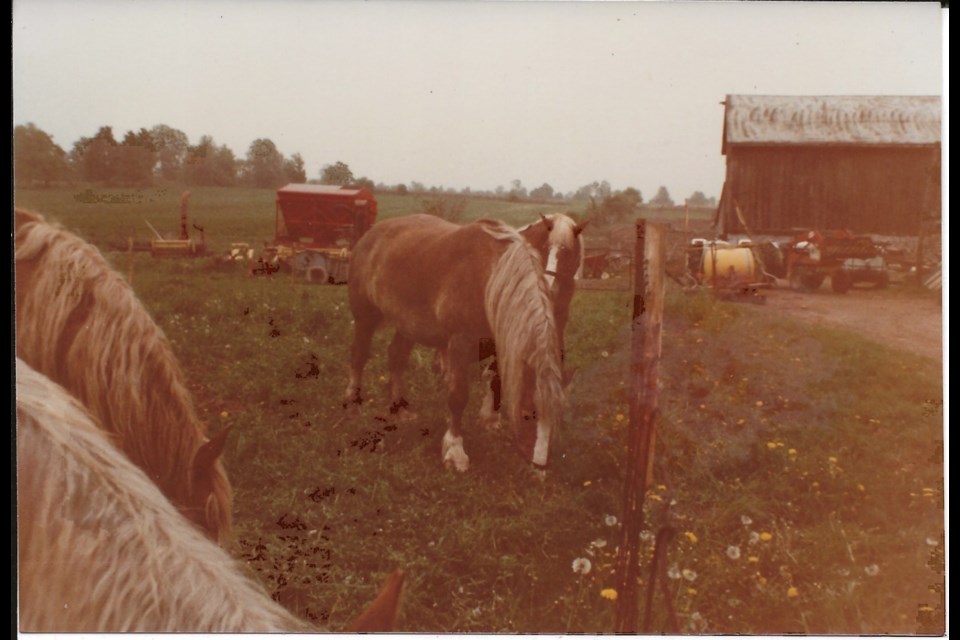 Horses are shown at the Gould farm.