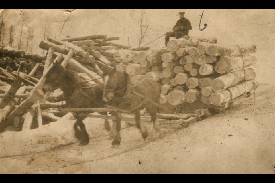 Teamsters were one of the specialist roles in any logging operation and were paid higher wages than lumberjacks as a result.