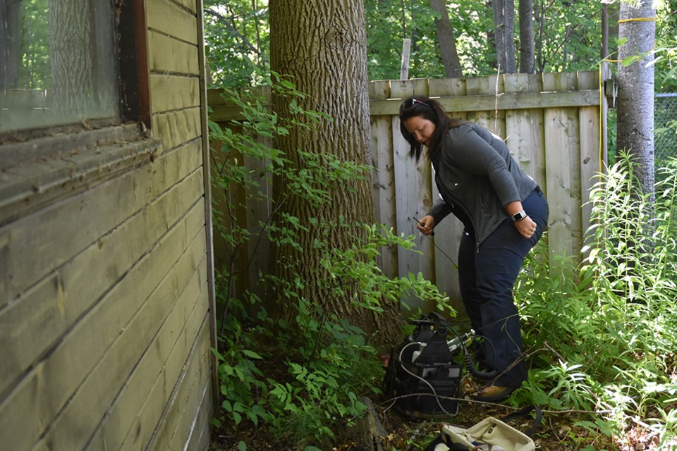 Christina Spring, of Spring Tree Farm, gets ready to apply an IMA-JET treatment to a healthy ash tree. Miriam King/Innisfil Today