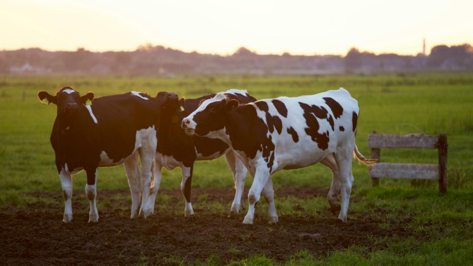 20240712-cattle-pexels-matthias-zomer