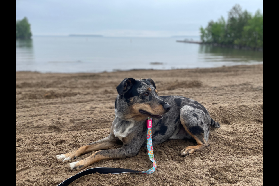 The town has opened a Dog Beach at Innisfil Beach Park.