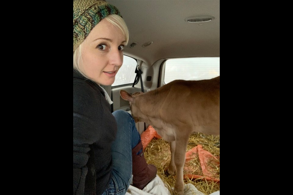 Sarien Slabbert gets comfortable in her mini van before she and her husband, Hugo, drive a calf to a Kelowna farm sanctuary. Slabbert, a Port Moody mom, rescued nine calves with a group of supporters and donors who raised more than $3,000 for transportation, vet bills and other costs. (via Submitted)