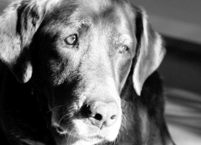 elderdog2