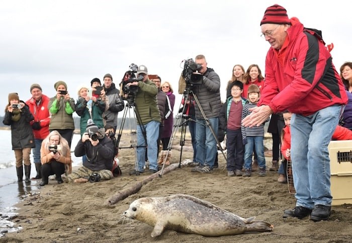 seal-pups-released-dec-2018-min