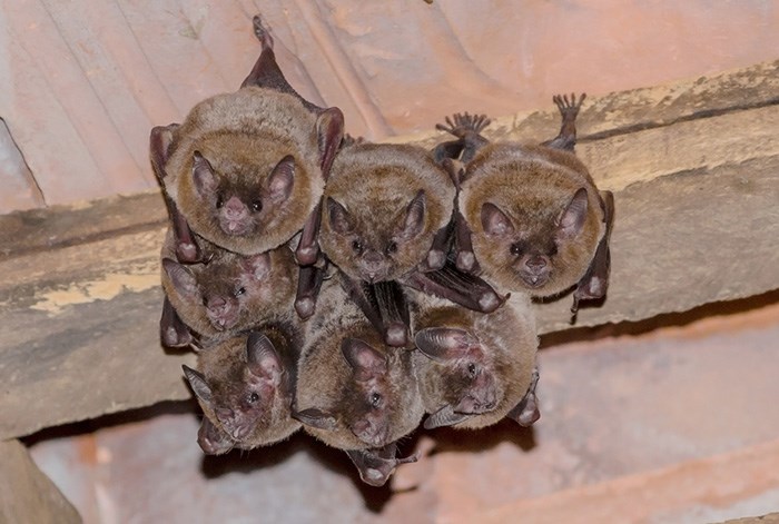 bats