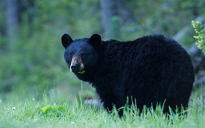 black-bear3