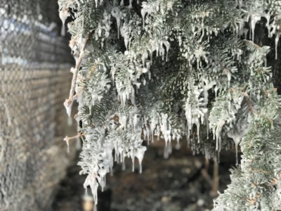 blue-spruce-fire
