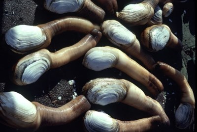 geoduck-clams