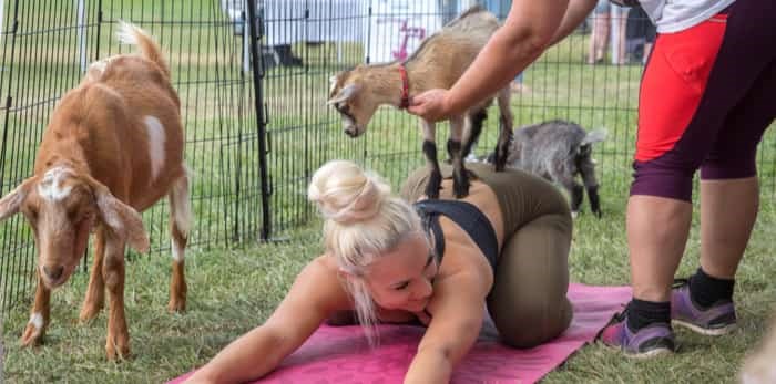 Goat Yoga - Visit Queen Anne's County