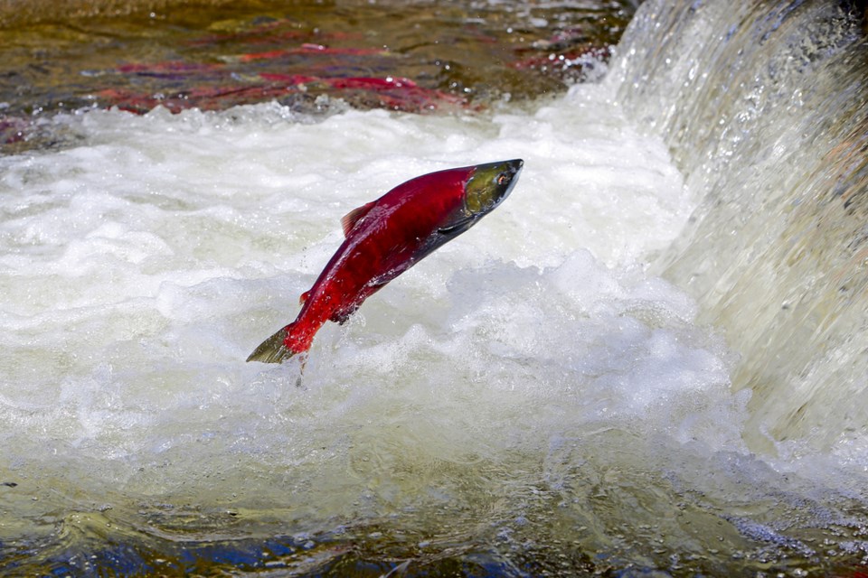 Adams River sockeye salmon run lacking fish this year - Prince George ...