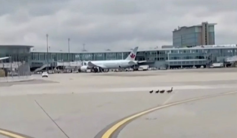 yvr-ducks