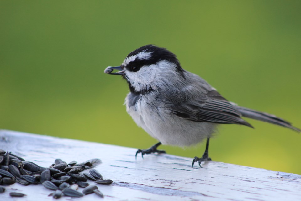 Chickadee