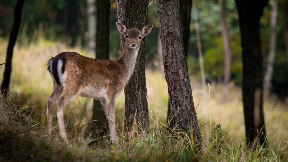 fallow-deer-984576_1920