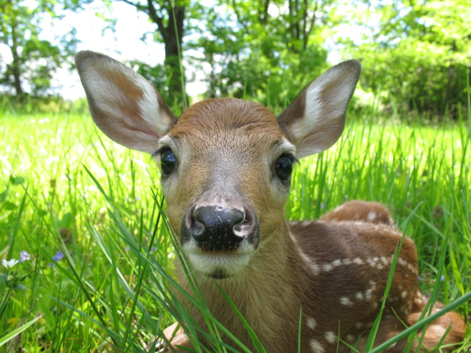 Fawn