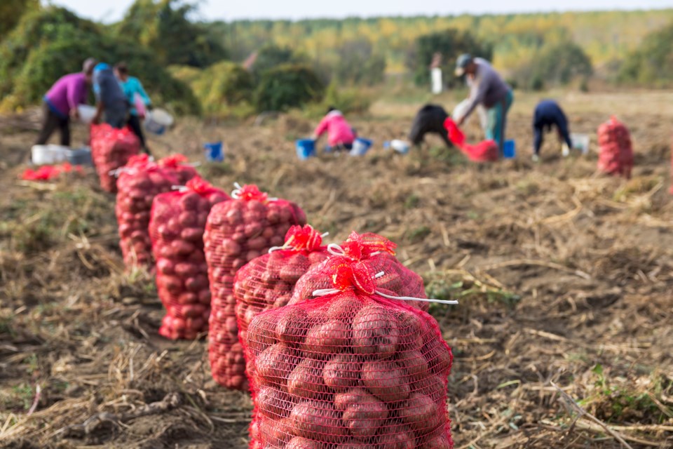 PotatoeFarm