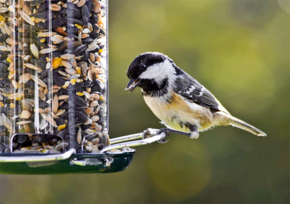 bc spca bird feeders