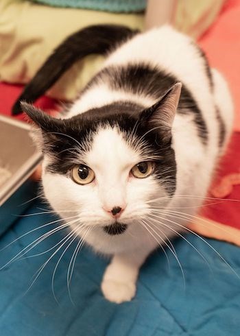 Adopt Me: Rainbow has all the best purrsonality traits (adopted) - Kitchener News