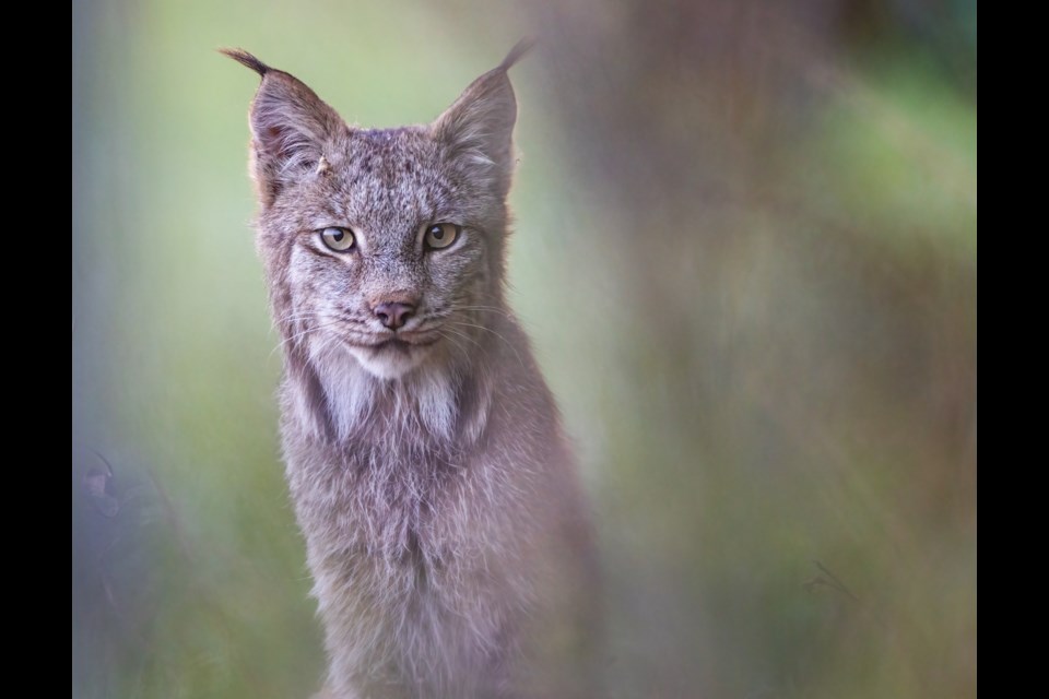 This lynx that Donna Feledichuk photographed in the Lac La Biche area will be featured on the front cover of the March/April edition of Canadian Geographic. Photo supplied. 