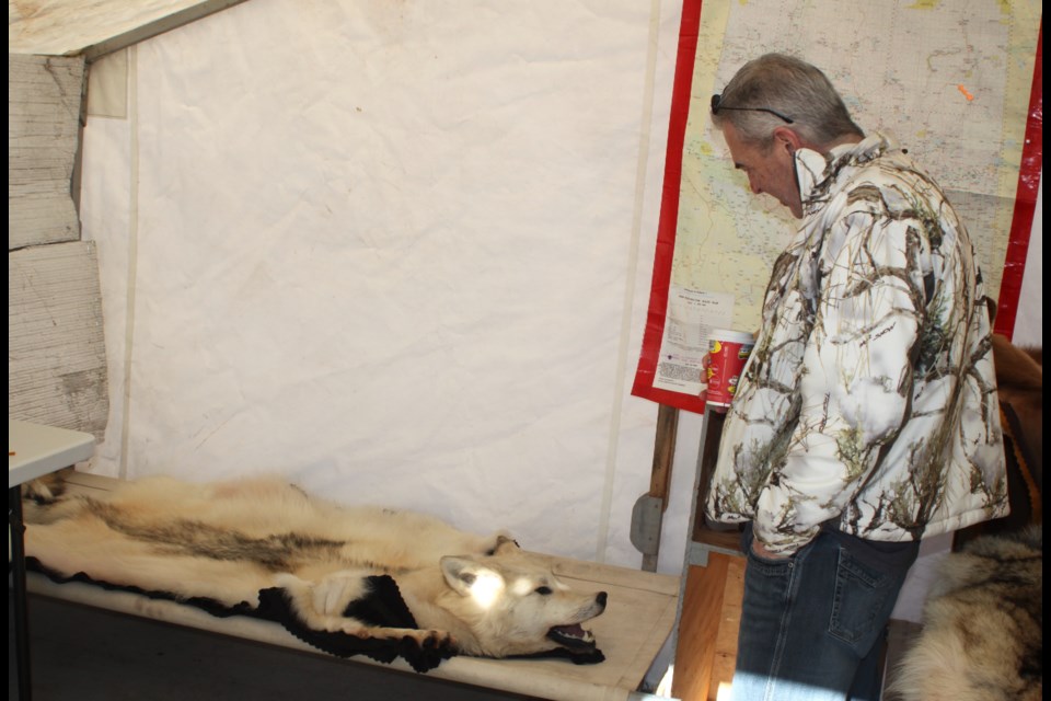 Blair Cebuliak, a resident of Edmonton who was attending the Lac La Biche Ice Festival for the first time, checks out the furs on display as part of an exhibit organized by the Lac La Biche Trappers Local 1120. Chris McGarry photo. 