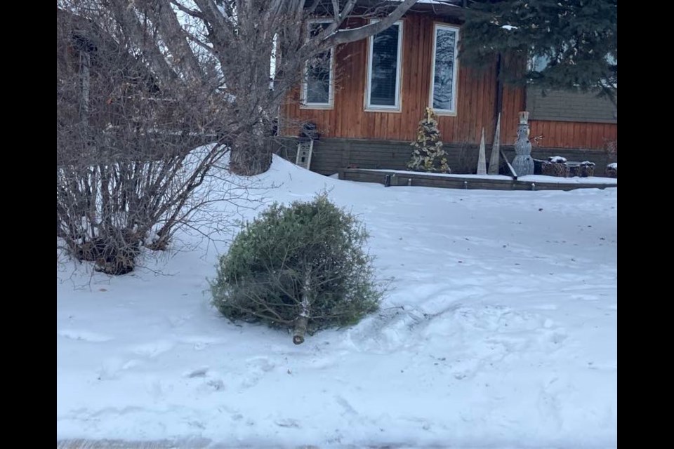 A Christmas tree waiting to be picked up in a Lac La Biche neighbourhood. / Chris McGarry photo. 