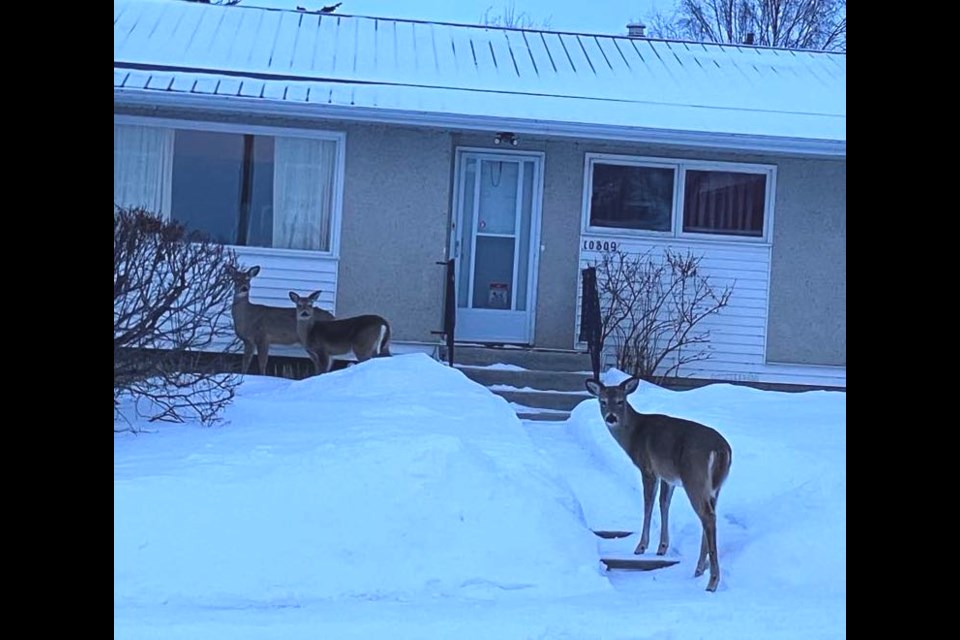 A group of deer make their way onto the yard of a residential property in Lac La Biche. / Chris McGarry photo.