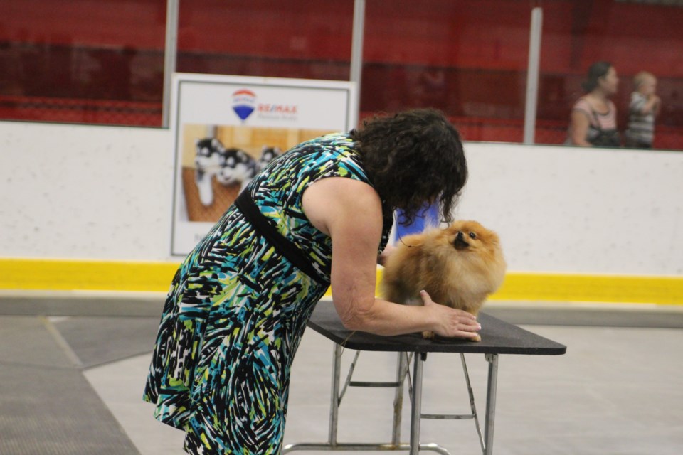 Smaller dogs were put on tables to be judged more thoroughly. 