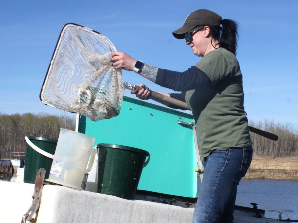 - Dominique Primeau with Alberta Environment and Protected Spaces puts a net-load of trout into the Alexander Hamilton pond - 