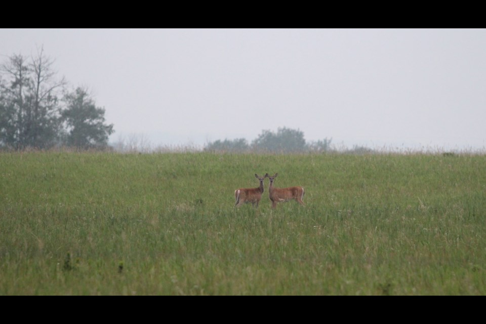 Oh Deer ... A pair of deer in a field south of the Lac La Biche hamlet are alert as the landscape around them is partially hidden by hanging smoke in this photo from last Saturday. After a few days of clear skies, the area could soon be blanketed by smoke again, say local environment-watchers.