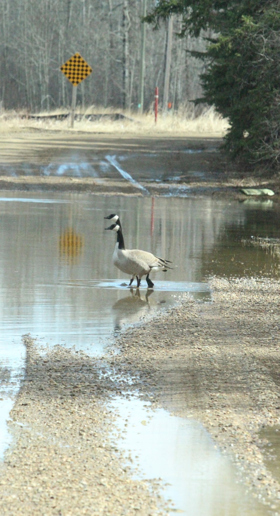 BETTER Geese in washout