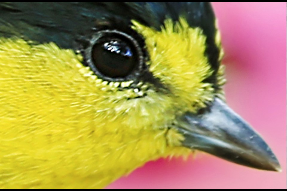 A bird identification workshop was just held in Lac La Biche. There are 150 bird species in the boreal forest.