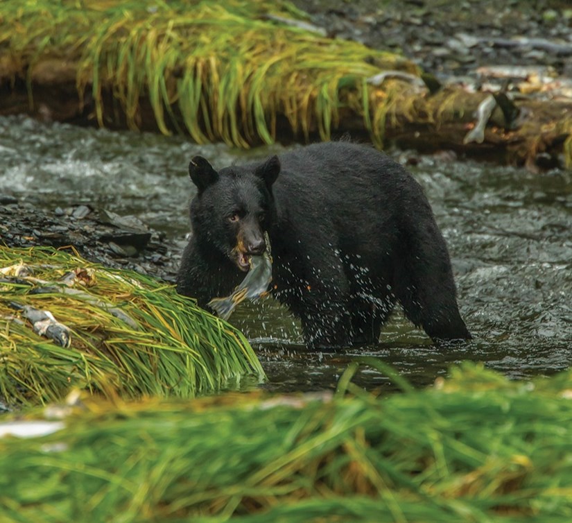 Black Bear