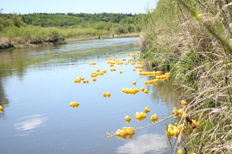 Yellow rubber ducks float in the Beaver River as part of the Ardmore Duck Race, June 2.