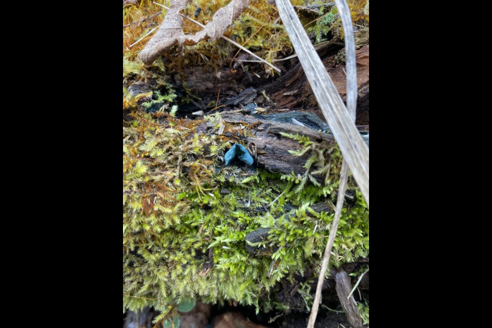 A rare sighting of a blue stain mushroom south of Meadow Lake Provincial Park. 