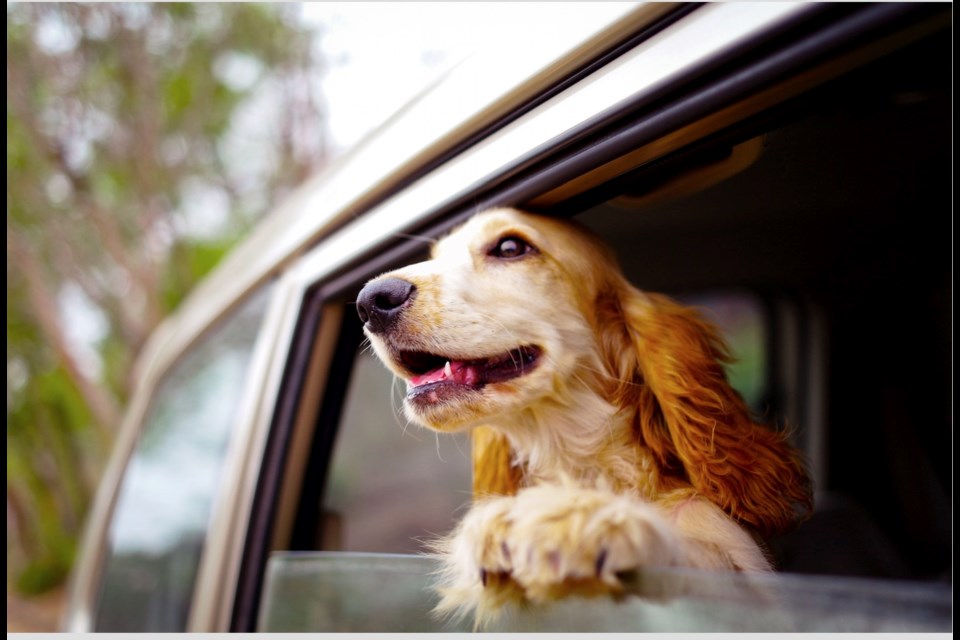 It doesn't take long for a person or animal in an unattended vehicle to suffer effects from recent record-high temperatures.