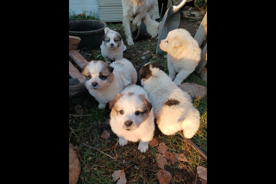 These puppies are among more than 15 dogs left behind after their owner died last month.
Supplied photo