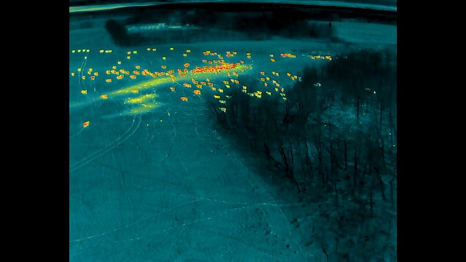 A still from a video using the thermal camera mounted on Cory's drone. Cory uses the drone to save time checking cows.