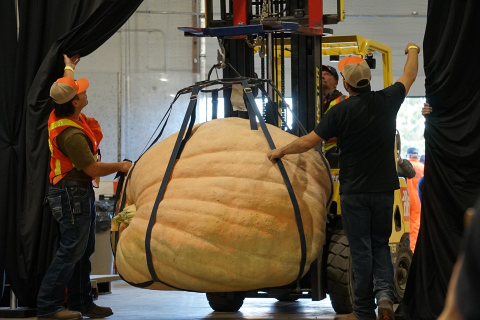 Lloydminster’s Don Crews took home the title for heaviest pumpkin once again this year with a specimen weighing a whopping 2137 lbs. 