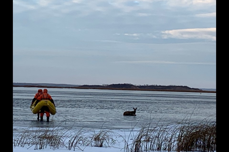 Deer rescue on broken ice starts annual warnings for ice safety 