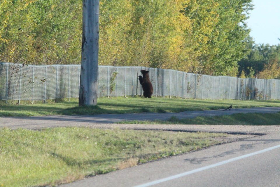 The bear stands up to climb over the chain-link fence near the walking trail leading to the Young's Beach subdivision. A black bear has been spotted seveal times in the subdivision, rummaging through residential garbage.