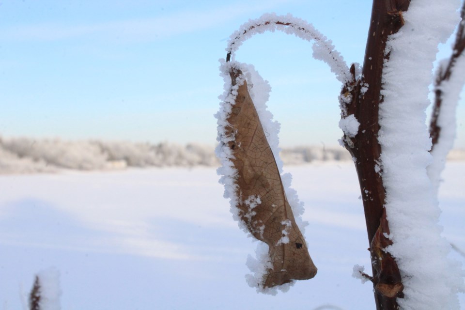 A leaf hangs from the branch of a tree along the shores of Beaver Lake in Lac La Biche County. The region has been left with a covering of hoar frost in recent days thanks to weather changes at the official start of the winter season.