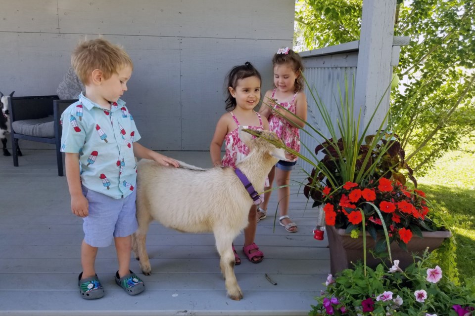 Luke Sander and Grace and Lily Hill visit with a fainting goat.