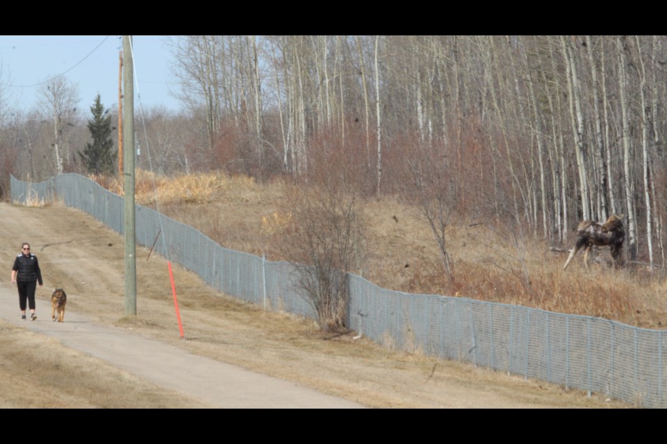 Northern life means sharing the outdoors. Here a dog walk near the Beaver Lake hamlet gets a once-over from a young moose also out for a spring stroll.