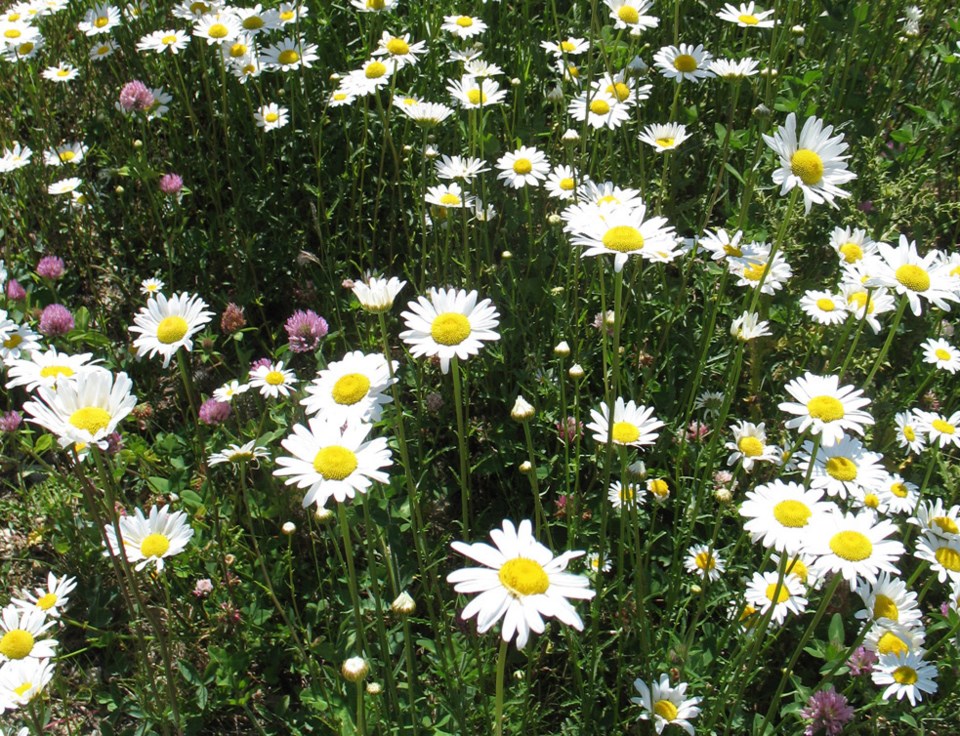 County of St. Paul reminds public that ox-eye daisy is a noxious weed ...