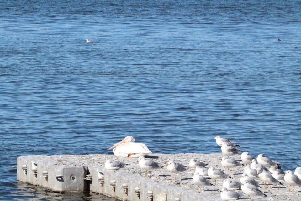 A pelican and seagulls rest at the end of the small dock near the David Thompson statue in Lac La Biche last Friday. While most of the migratory pelicans have started their trip south from Lac La Biche, the lone pelican has been seen along the shoreline in recent days, many times with other birds.