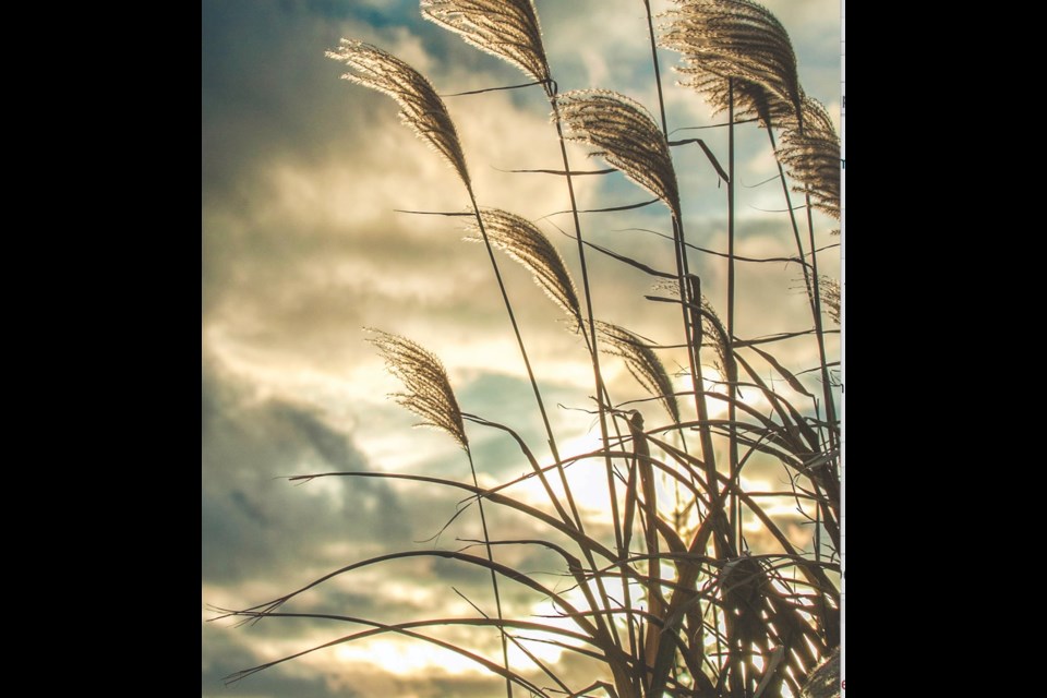 Wind warnings are in place for much of eastern and central Alberta today.
